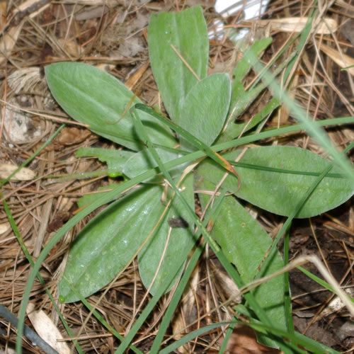 Anaphalis margaritacea